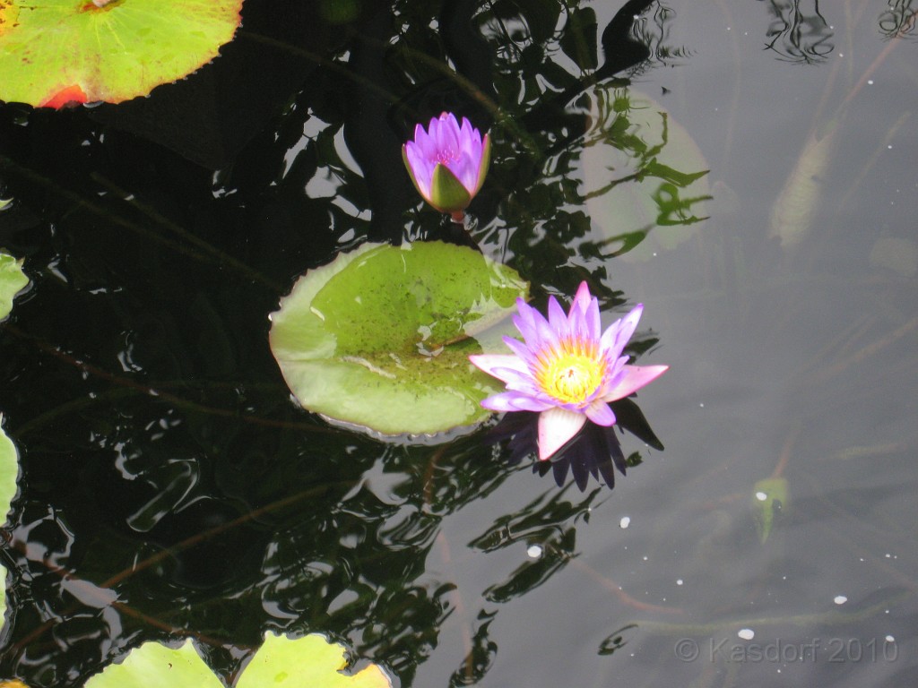 Botanical Gardens 2010 0160.jpg - The Chicago Botanic Gardens. Wear comfortable shoes, and be prepared to enjoy the landscape for a day.